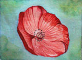 Bild: Roter Mohn