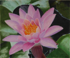 Bild: Waterlily