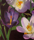 Bild: Crocusses