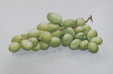 Bild: Grapes